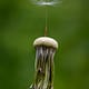 a close up of a dandelion seed on top of the stem