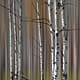 a group of poplar trees in a spring forest meadow with motion blur
