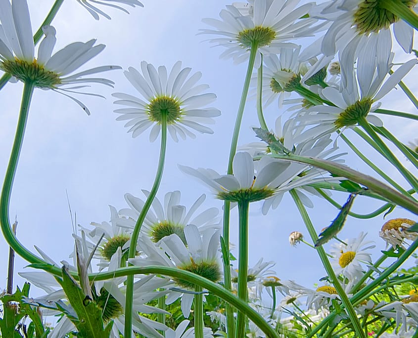 a low angle photograph of garden daisies
