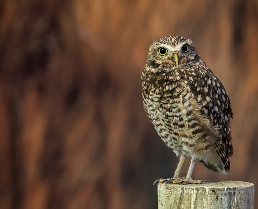 a small burrowing owl perched on a fence post