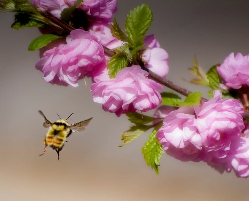 a close up of a bee flying towards a flower