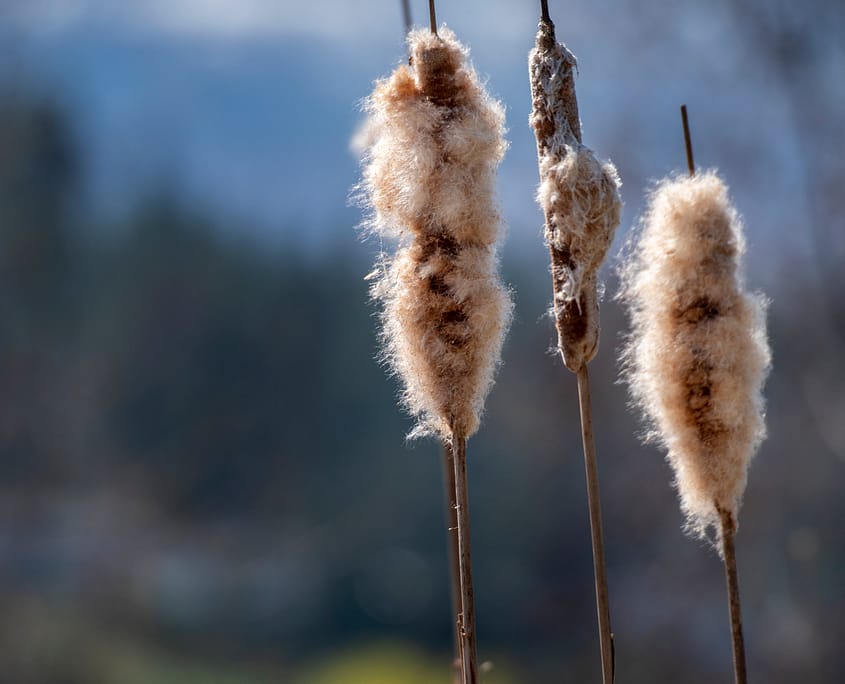 a group of cattails along a marsh