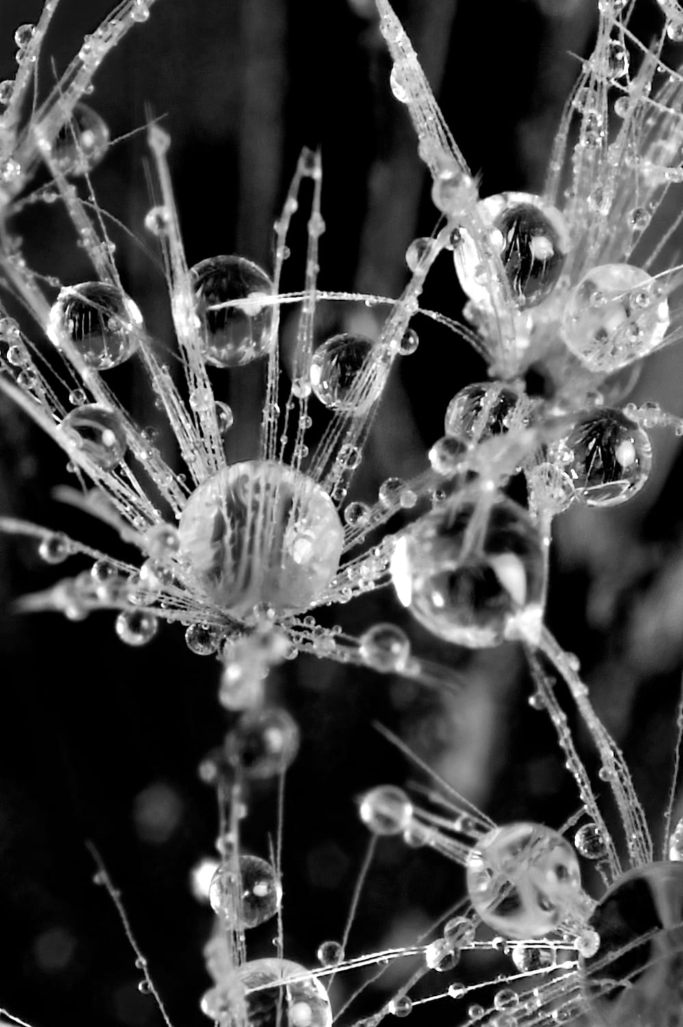 a macro image of water drops on a dandelion fluff